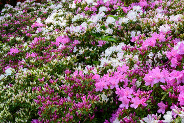 Naklejka premium Mix of azalea bushes with white and pink flowers in bloom, Northwest native plant growing in Washington Park Arboretum, spring botanical garden in Seattle 