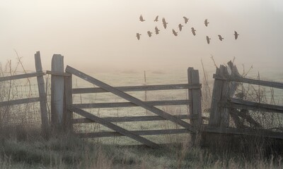 Misty morning flock of birds flying over rustic wooden fence