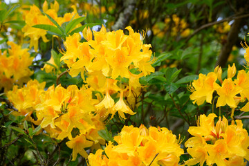 Vibrant yellow flowers blooming on an azaleas bush in woodland garden, Northwest native plant...