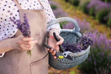 Woman with basket of lavender flowers and pruning shears in field, closeup