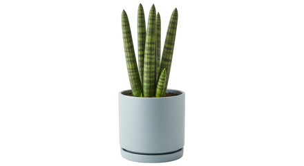 Cylindrical snake plant sits centered
