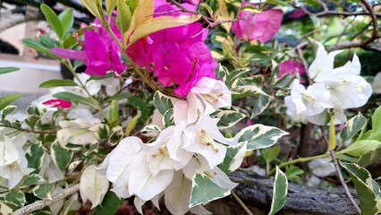 Close-up of Vibrant White and Pink Variegated Bougainvillea Glabra Flowers in Full Bloom,...