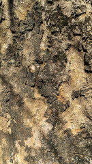 Close-up of tree bark with rough and textured surface, showing natural details.