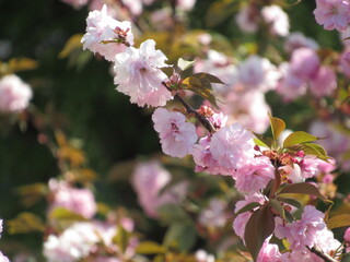 Delicate? Yes. Forgettable? Never.