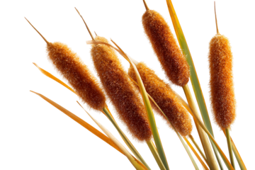 Golden brown cattails nature autumn plants wetland reeds