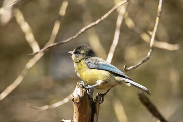 A punto de saltar este pajarillo Cyanistes caeruleus (Herrerillo común)