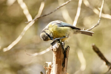 Algo a visto este Cyanistes caeruleus (Herrerillo común)