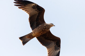 Planeando bajito este Milano negro 
