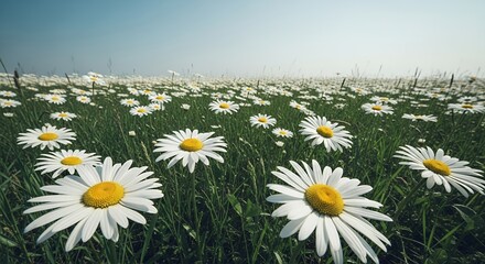 Fototapeta premium Vibrant Field of White Daisies in Lush Green Grass Under a Clear Blue Sky on a Bright Sunny Day