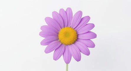 Vibrant Purple Daisylike Flower with Bright Yellow Center Isolated on a Clean White Background