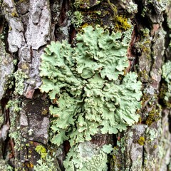 Close Up of Light Green Foliose Lichen on Bark Texture Background on Tree Trunk