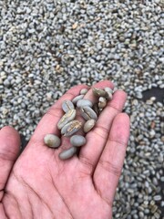 Handful of Green Coffee Beans Drying in the Sun Quality Control and Preparation for Roasting