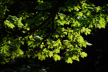 Dramatic glowing leaves of maple tree backlit by spring sun, as a nature background
