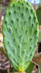 Vibrant Green Prickly Pear Cactus Leaf Exhibiting A Rough Texture in Natural Sunlight