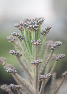 Succulent: Kalanchoe delagoensis,  on natural background. Vertical format. 