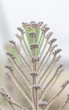 Succulent: Kalanchoe delagoensis,  on natural background. Vertical format. 