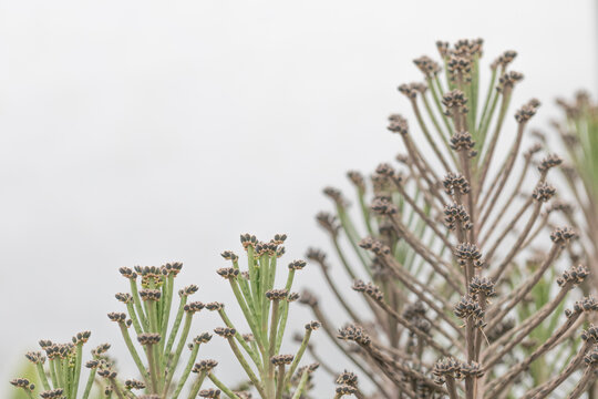Succulent: Kalanchoe delagoensis,  on natural background. Horizontal format.