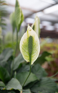 Beautiful bloom. Spathiphyllum Wallissi, peace lily,  in natural background. Natural environment. Vertical format.