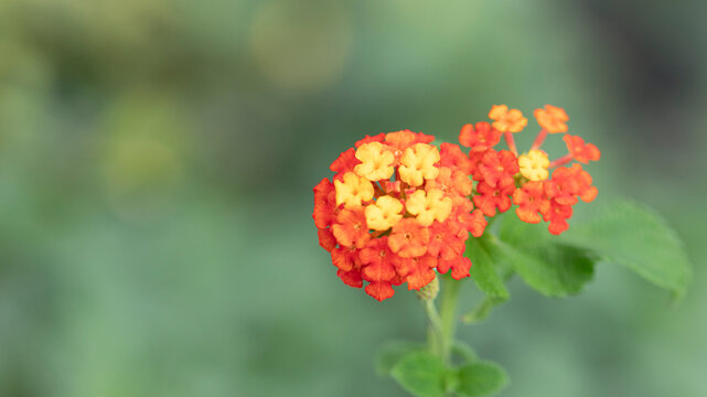 Blossom orange lantana  flowers. Garden lantana on natural background. Horizontal format.
