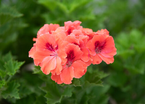 Blossom Martha Washington geranium pink flowers. Garden geranium  on natural background. Horizontal format. 