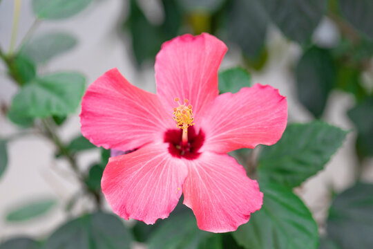 Beautiful bloom. Hibiscus Syracus in natural background. Natural environment. Horizontal format.