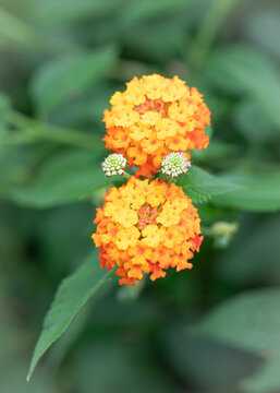 Blossom orange lantana  flowers. Garden lantana on natural background. Vertical format.