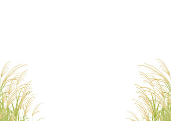 Fototapeta premium 水彩で描いたススキのイラスト