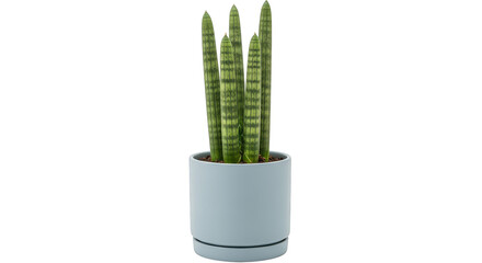 Sansevieria cylindrica in pastel pot