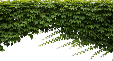 Verdant wall Lush climbing greenery cascades downward