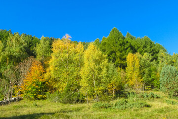 Fototapeta premium Autumn forest trees in Pyrenees mountains colorful foliage, mountain landscape, and natural scenery. Seasonal nature yellow leaves. Area for hiking, tourism, and photography of vibrant woodland views