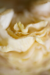 Macro texture of rotten cabbage in the fridge
