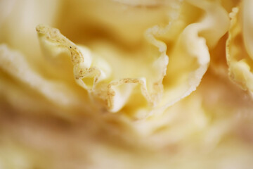 Macro texture of rotten cabbage in the fridge