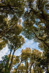 Coastal Olive Grove Forest, Valdivia