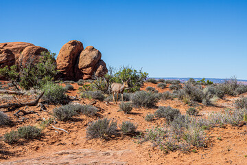 Deer in the desert at Arches National Park.