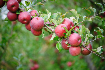 Red apples grow on tree in the garden