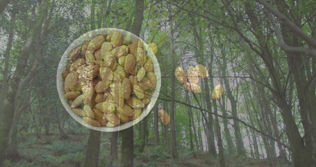Fototapeta premium Floating transparent bowl holding raw almonds in deciduous forest, with drifting shelled almonds