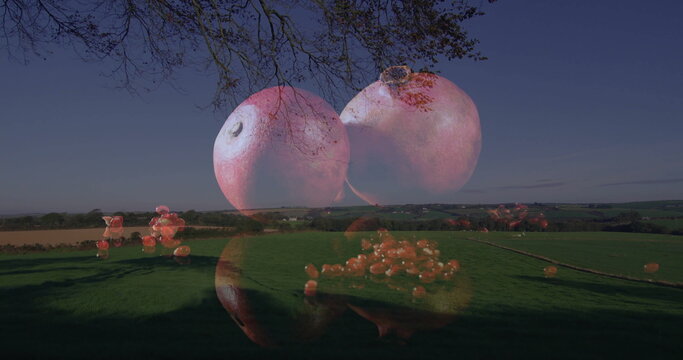 Hovering two translucent red fruits above pasture under bare branches scattering small berries