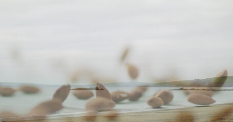 Naklejka premium Featuring blurred seed heads swaying at sandy beach, framing calm sea and distant headlands