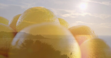 Showing clustered translucent yellow lemons blurring over sea and peninsula with sun and shrubbery