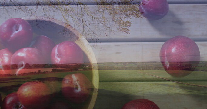 Displaying wooden bowl of glossy red plums resting on slatted wooden table with rural field overlay - Powered by Adobe