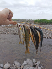 Fresh catch of Kirikuchi and Arctic char fish on bamboo stringer with mountain river bank in background