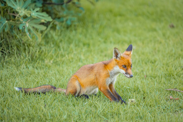 Fototapeta premium A European Red Fox in a rural Australian backyard
