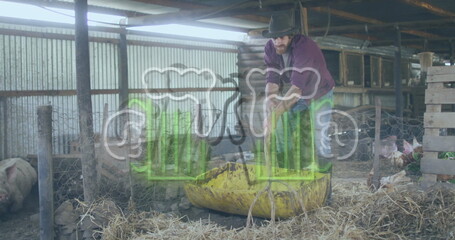 Shoveling straw farmer wearing hat filling yellow plastic trough inside barn pig pen, with pigs