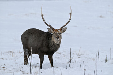 冬の知床に佇むオスのエゾシカ / A Stately Male Ezo Deer in Wintery Shiretoko