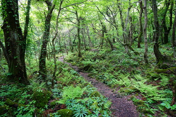 spring path through fresh ferns