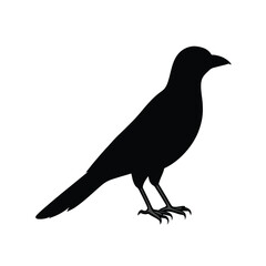 magpie-silhouette-on-white-background