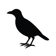 myna-silhouette-on-white-background