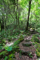 fine spring path in the gleaming sunlight