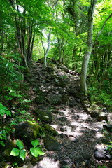 Obraz premium fine spring path in the gleaming sunlight