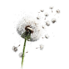 Dandelion seeds dispersing